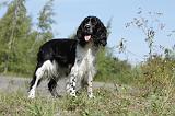 SPRINGER SPANIEL 014